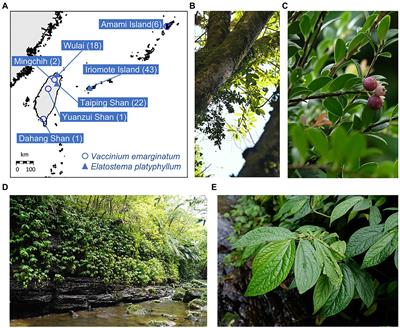 The contrary conservation situations of two local critically endangered species, Vaccinium emarginatum (Ericaceae) and Elatostema platyphyllum (Urticaceae), growing on the eastern edge of the distribution